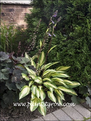 Hosta Cherry Bomb growing with Heuchera Mocha.